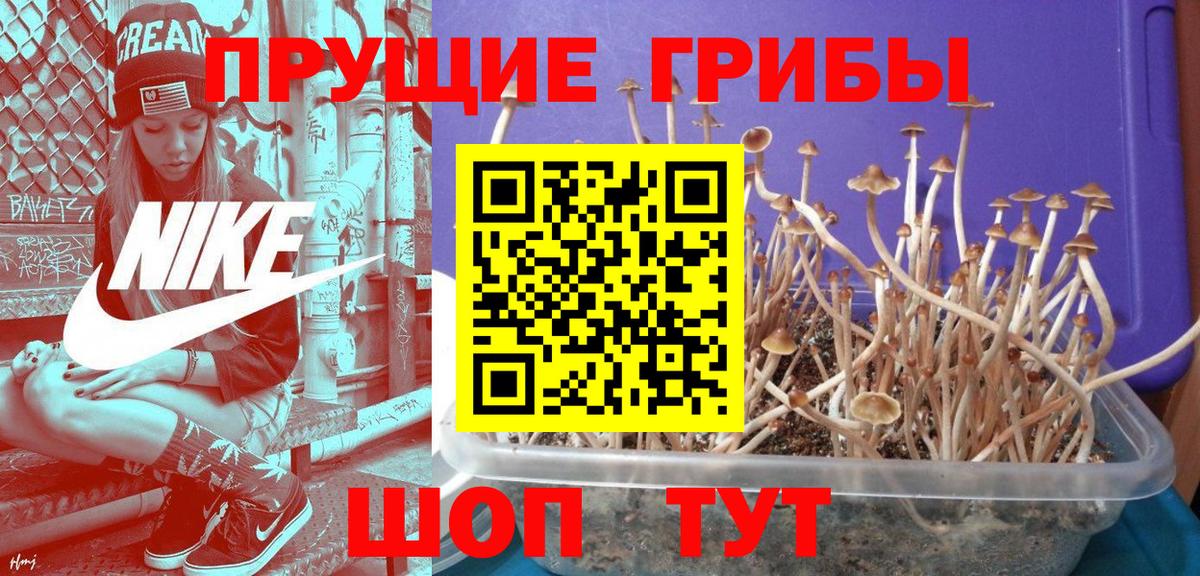 Галлюциногенные грибы MAGIC MUSHROOMS  Омск  Галлюциногенные грибы Psilocybine cubensis 